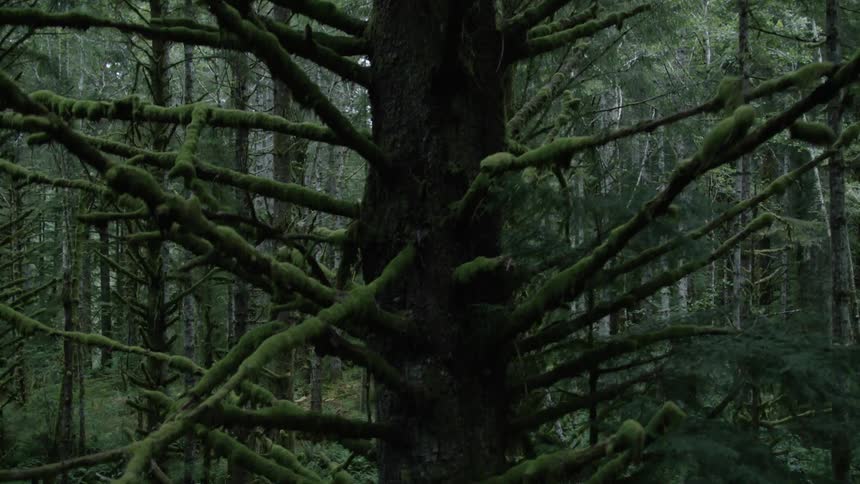 A descending crane shot of a damp coastal forest with moss-covered pine trees