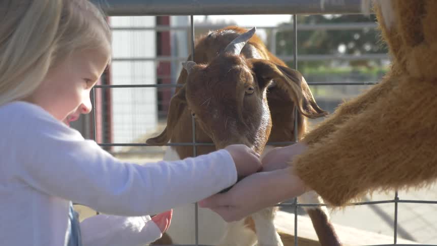 A young girl taking food from a woman's hands to feed a goat