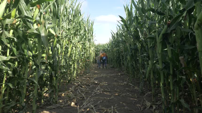 A woman and child run down a path in a corn field
