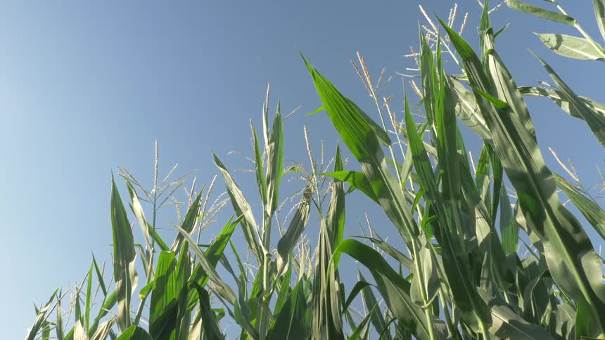 Stalks of corn with the sun on them