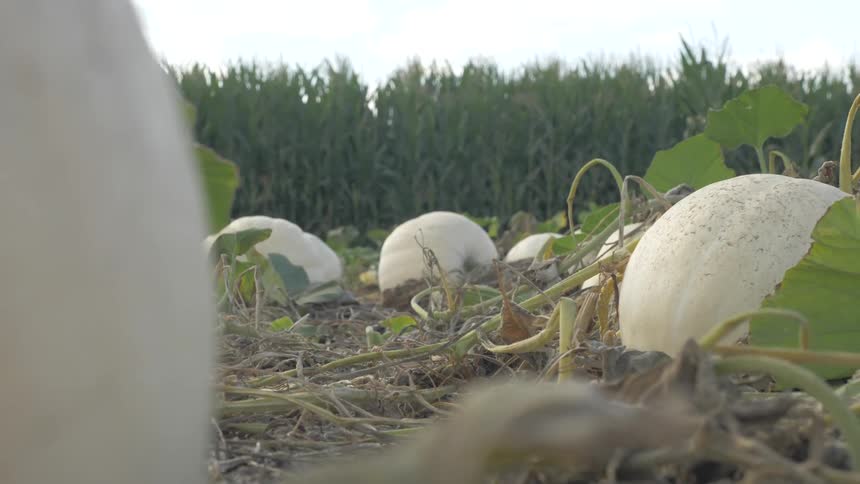 The farm is filled with large pumpkins