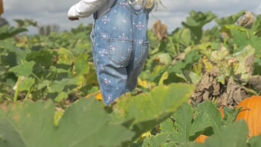 A young child in dungarees walks through a pumpkin patch