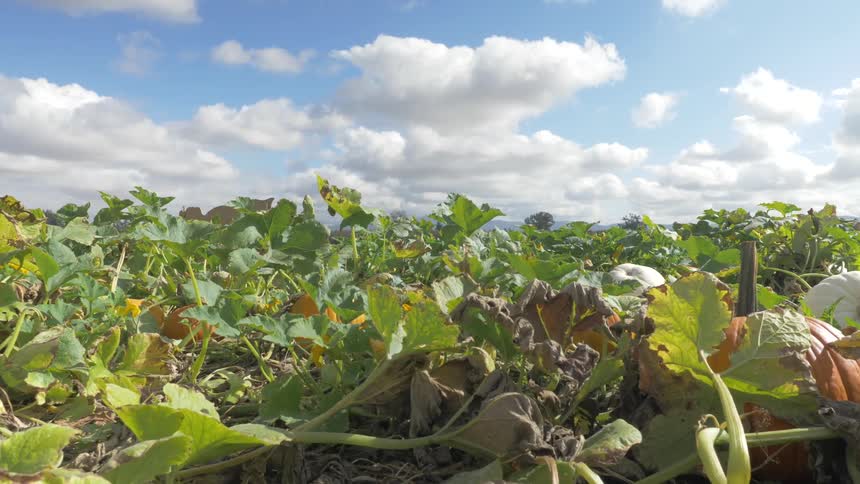 Pumpkins grow in a pumpkin patch under a sky with puffy white clouds