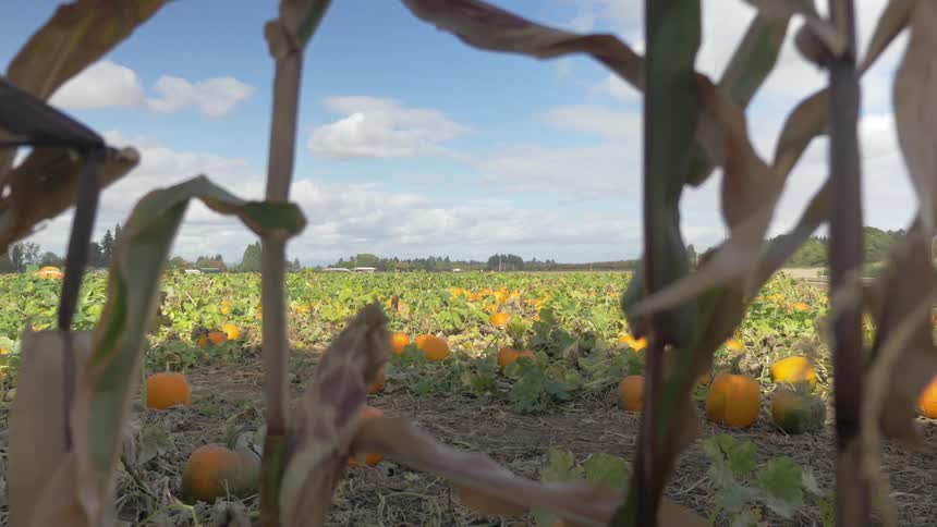 Pumpkins are in a farm field