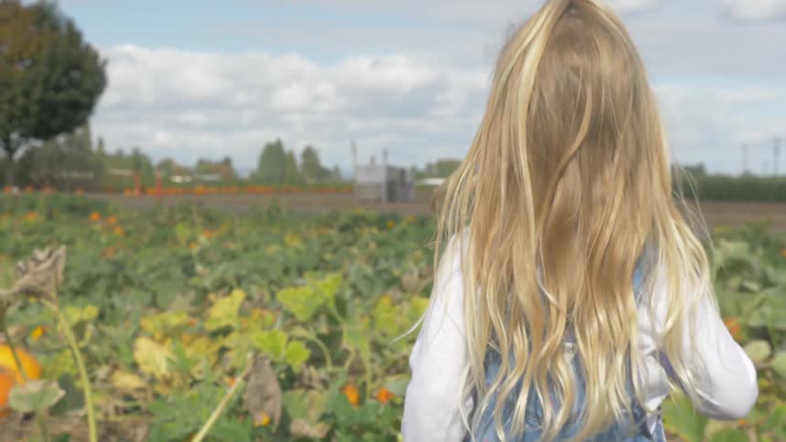 Little girl walking through a pumpkin patch in the country