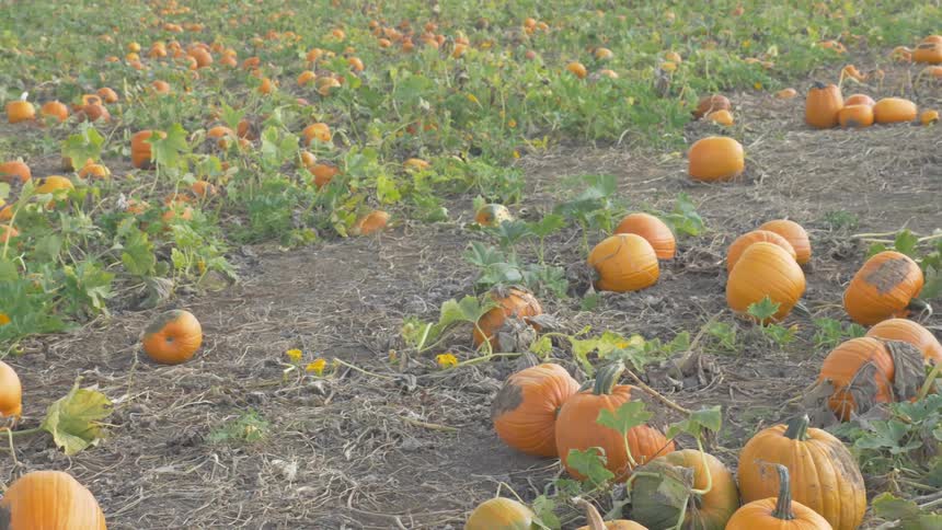 A field that is full of pumpkins