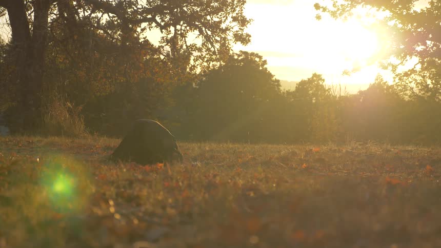 An animal sits in a field