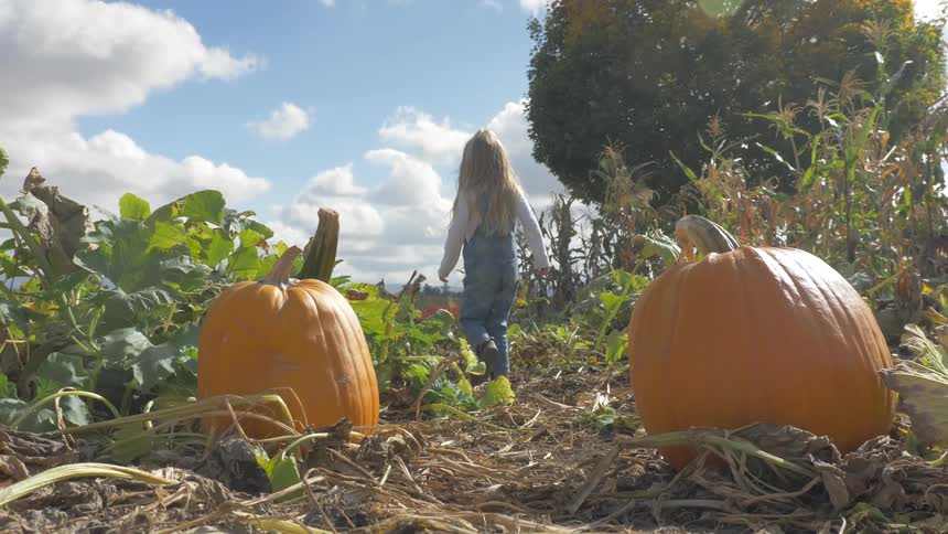 A girl walks further into a pumpkin patch leaving two large pumpkins behind