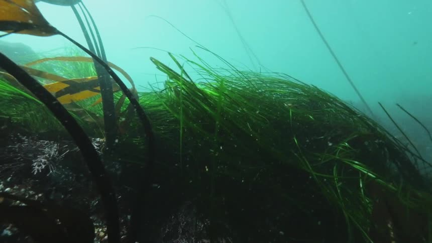 Underwater view of foliage bending under a strong current