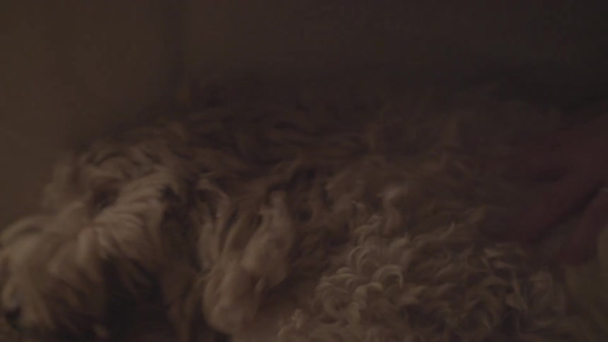 A person pets a very shaggy dog