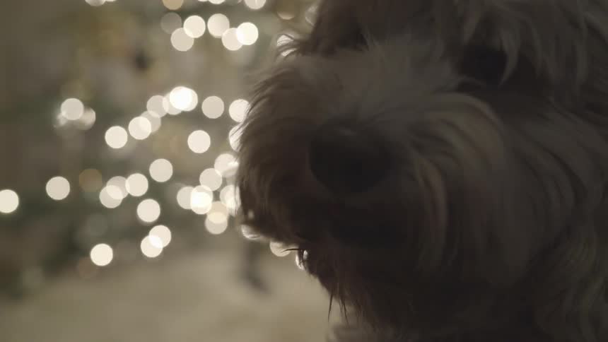 A close up of a dogs face