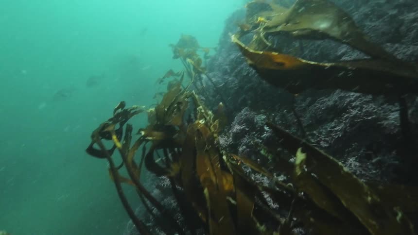 Fish swimming through seaweed and rocks