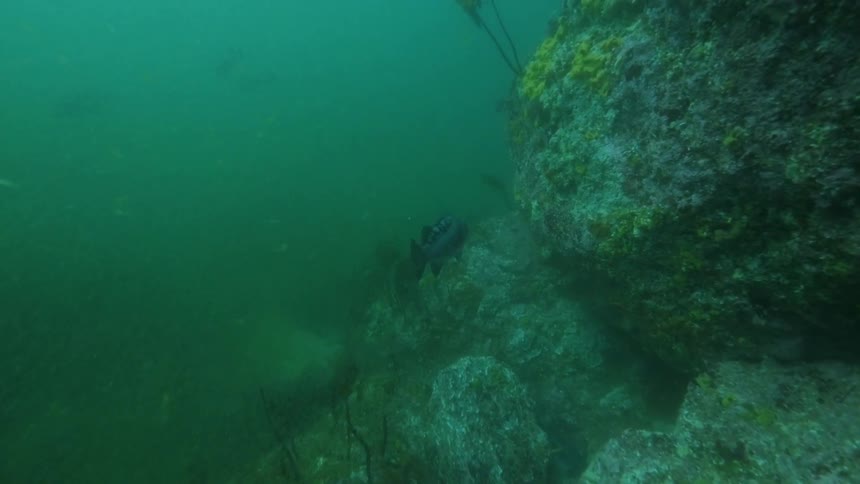 Underwater view of fish, foliage and a reef