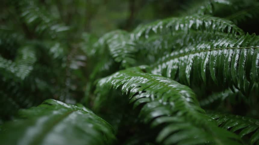 Rain dripping on a fern