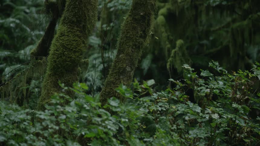 Rain falls on the forest floor and moss covered trees