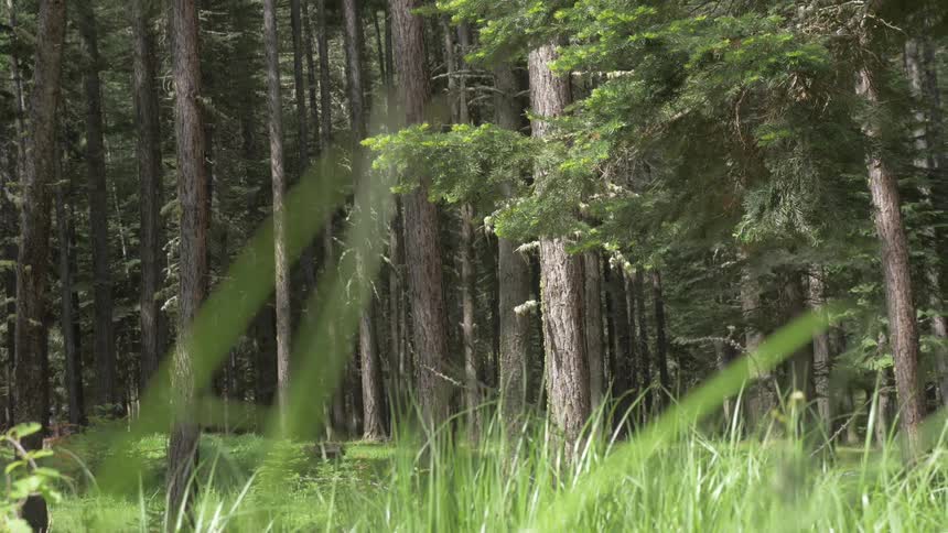 Moving past tall green grass and trees in the woods on a sunny day