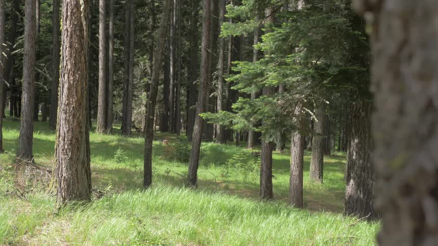 Camera moves through the summer forest