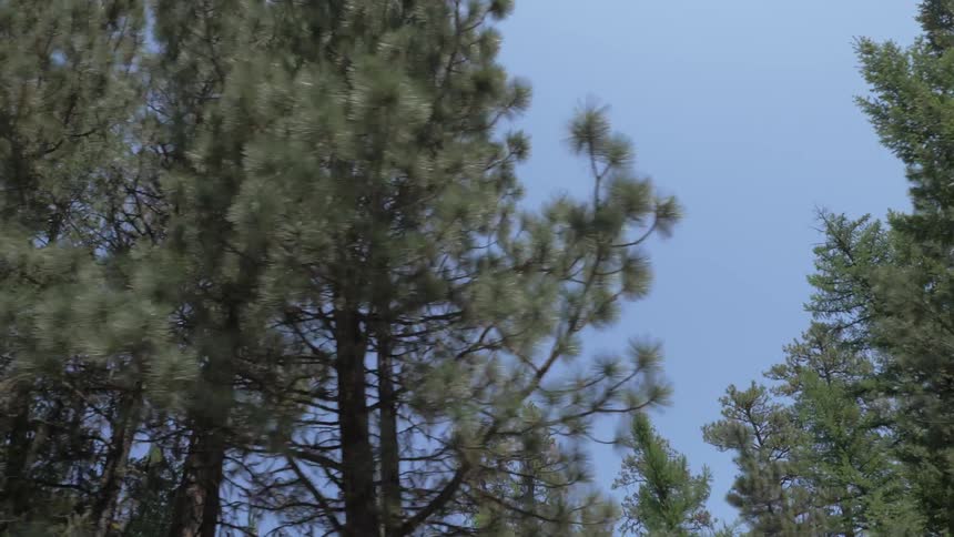 Looking up at trees