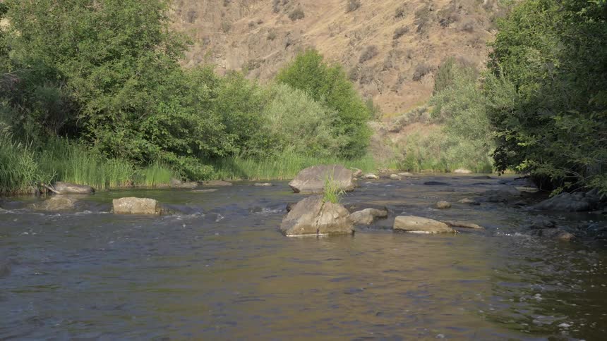 Water flowing rapidly through rocks in a small stream surrounded by trees