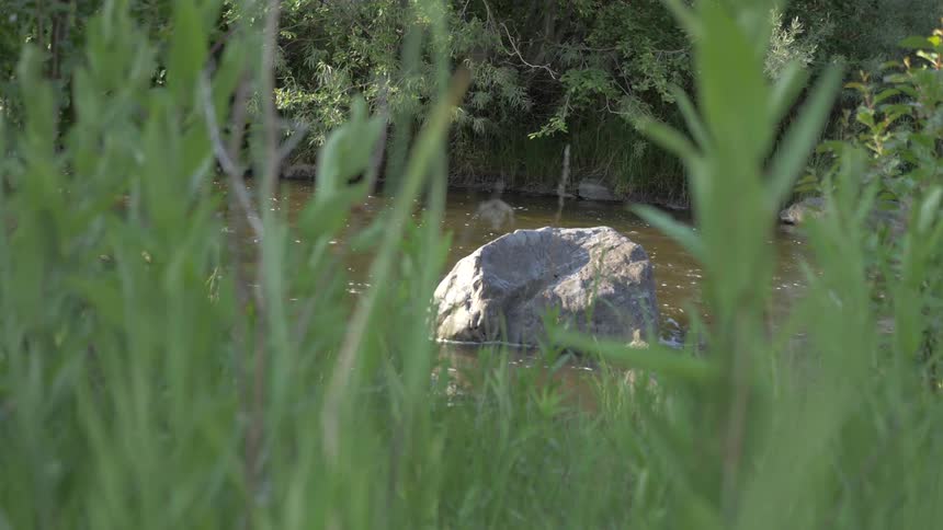Water flows down a river past rocks and vegetation