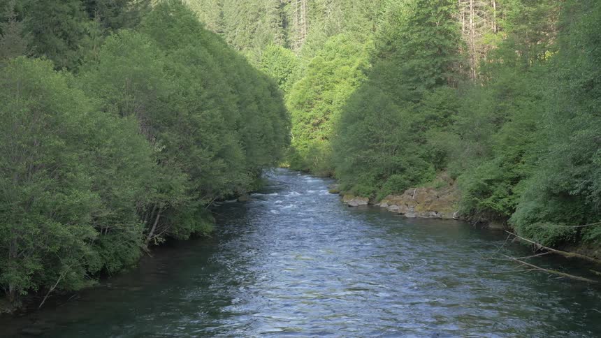 A large river flows through a forest