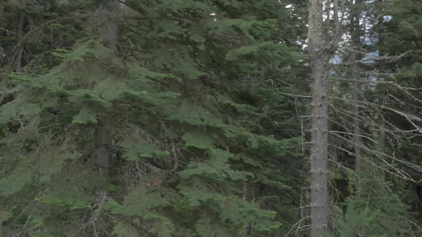 Landscape of dense forest with tall trees on a cloudy day