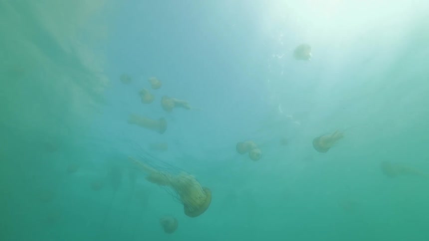Many jellyfish swim through green tinted water on a sunny day