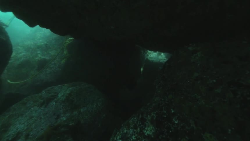 Underwater footage of fish, foliage and a rock pile