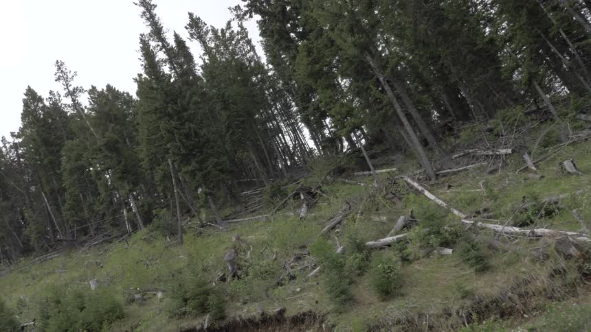 Fallen trees and tree stumps along forest edge on hill
