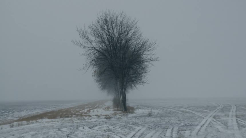 Snow falling outside near a lone large tree