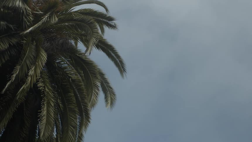 Palm tree fronds and sway in the wind