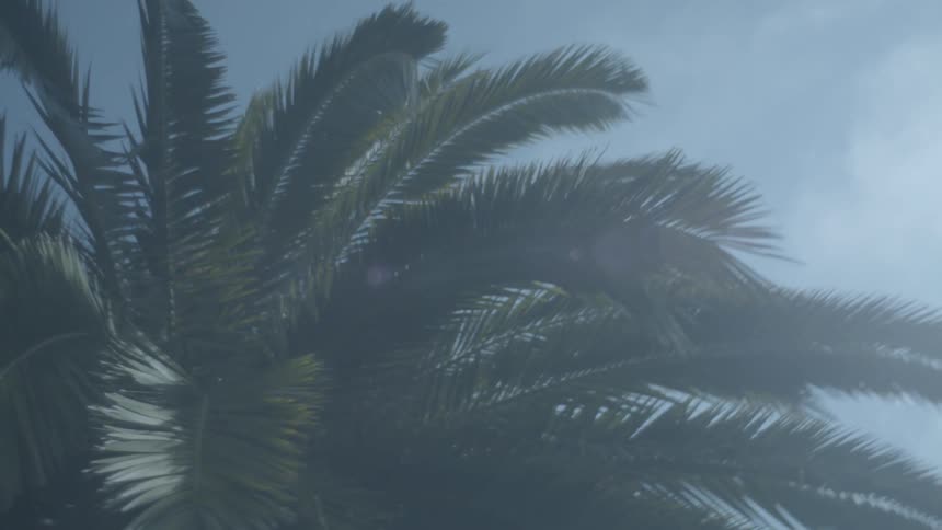 Smoke floats up into the air and by a palm tree
