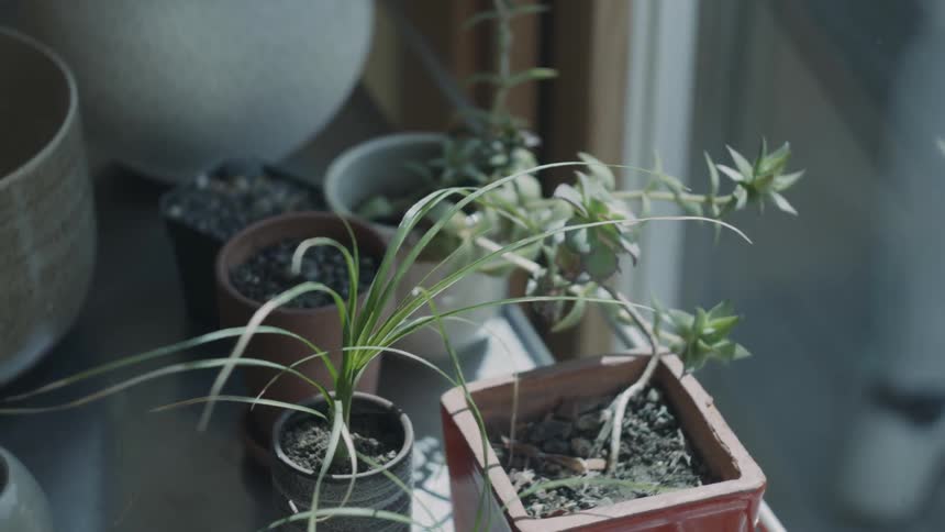 Plants sitting on a table