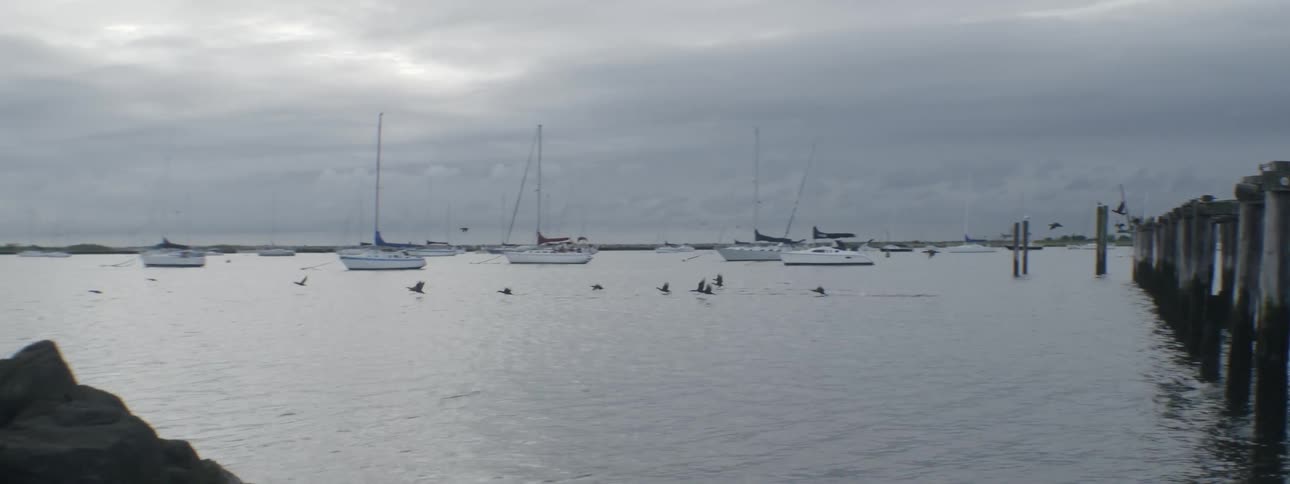 Birds fly over a body of water with boats in the background
