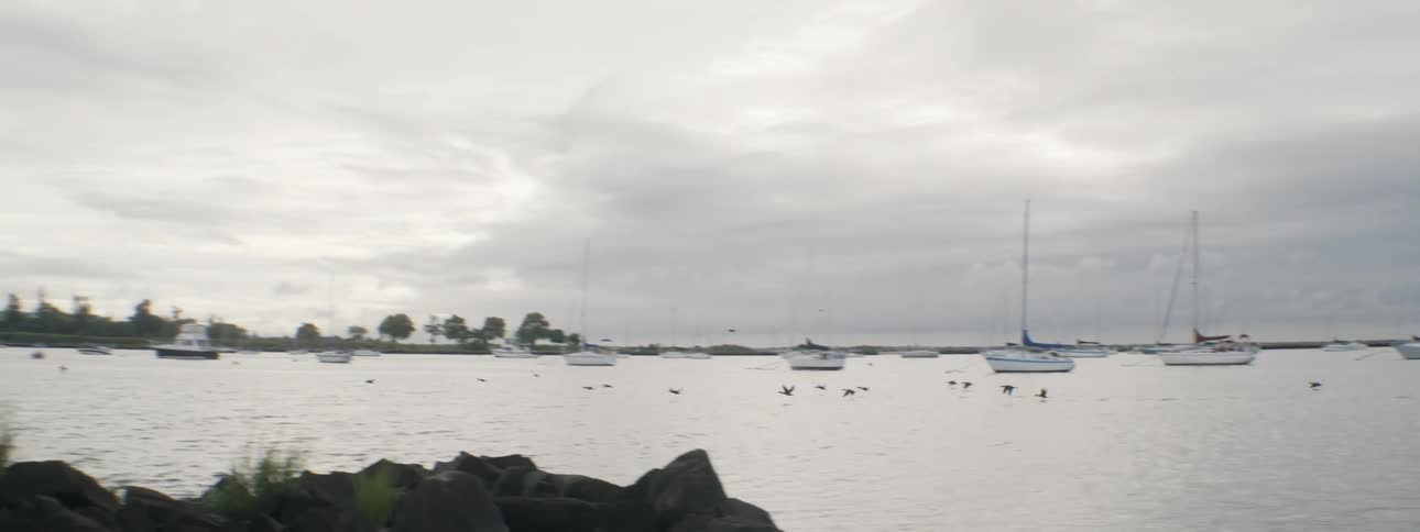 Birds flying over a large body of water with boats in the background