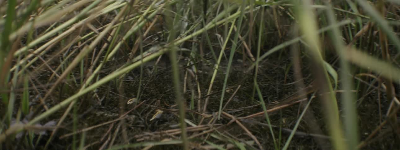 Critters crawling through tall grass