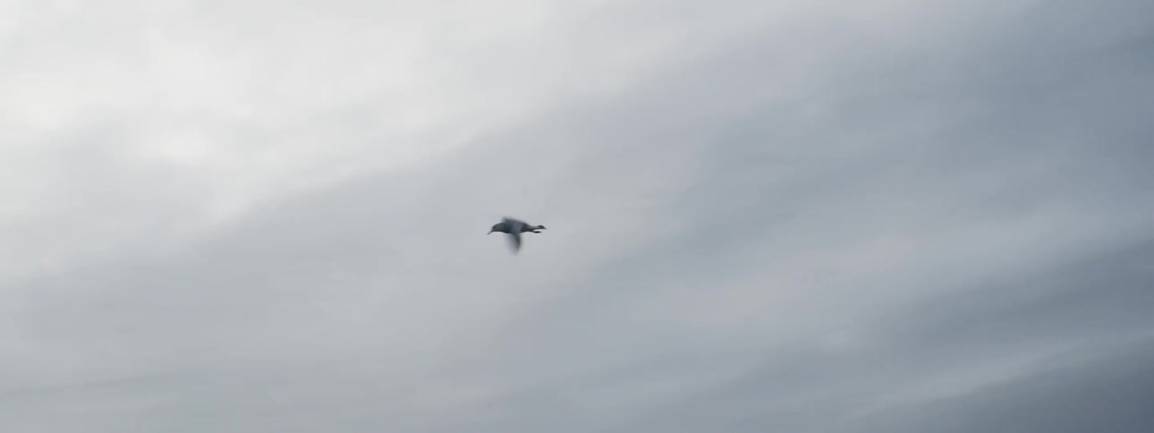 A bird flies against a cloudy backdrop