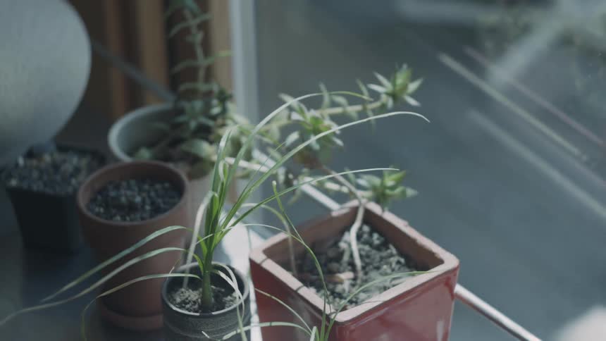 Several small potted plants are situated next to a well lit window through which a person can be seen passing by