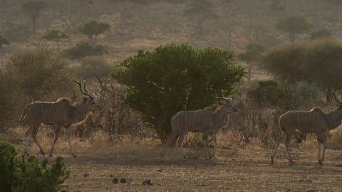 Three deer moving across a savanna