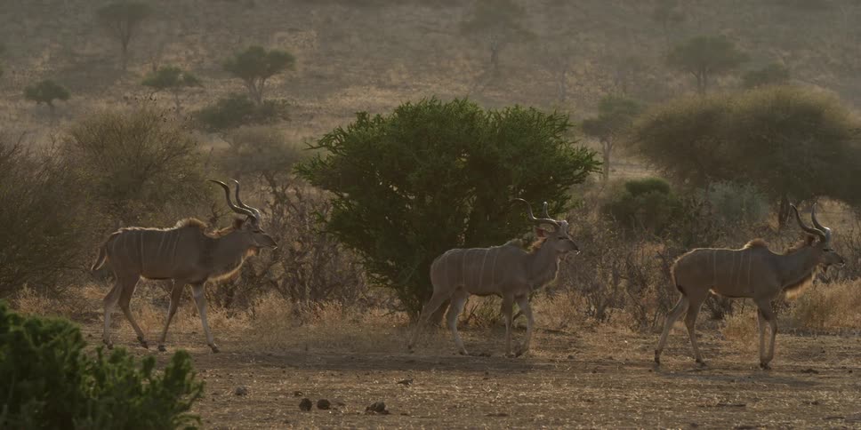 Three deer moving across a savanna
