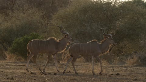 Two antlered animals walk in the wilderness