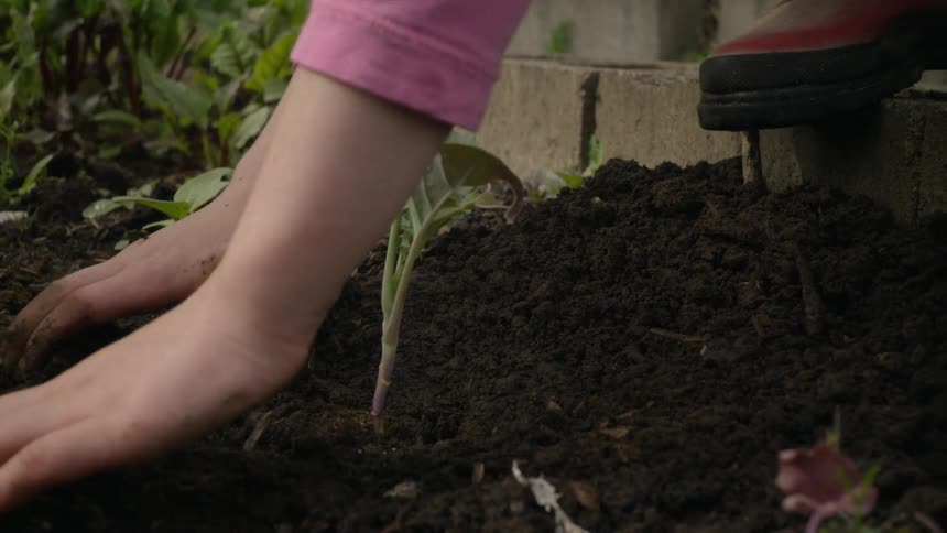 Child planting a plant in a garden