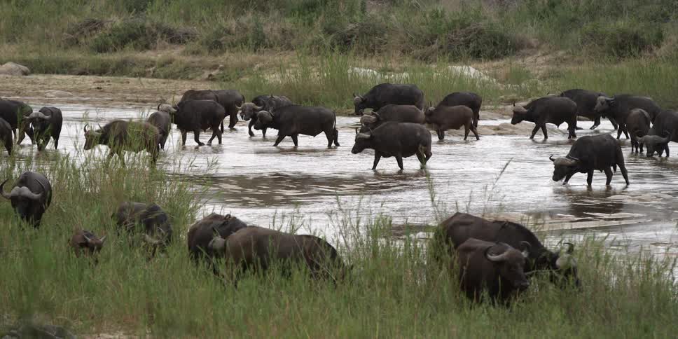 A herd of cattle walking past