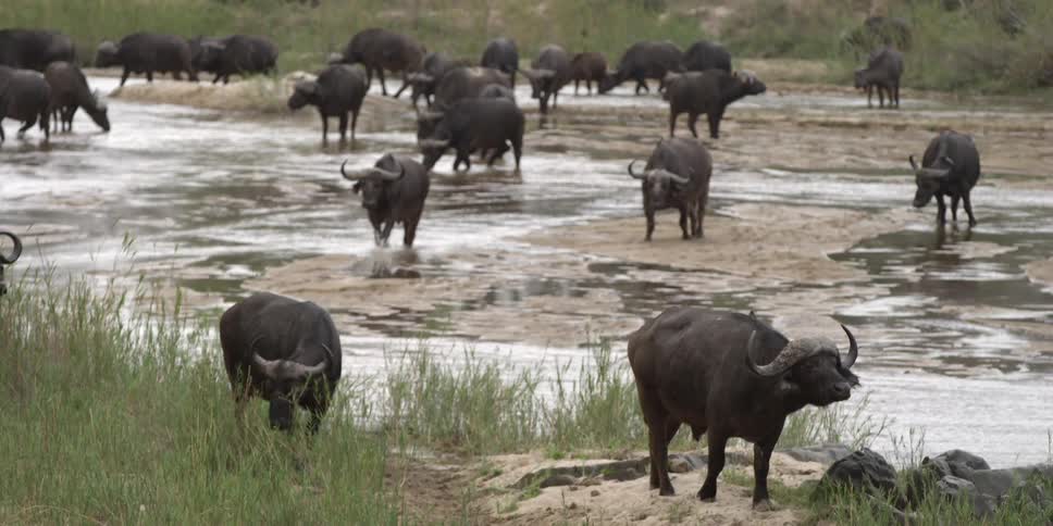 A herd of water buffalo crossing a river