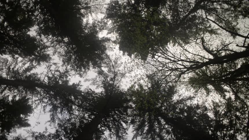 A view from the bottom of the trees to the top and the sky above