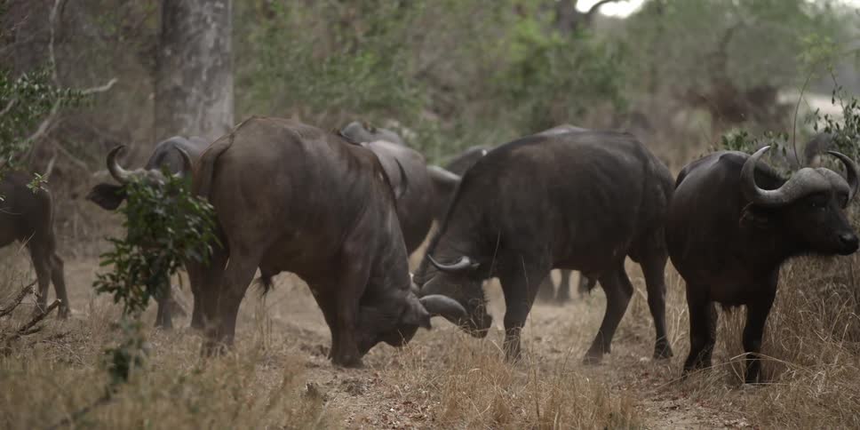 A herd of water buffalo crossing stand on a dirt road, while two of them spar with their horns together