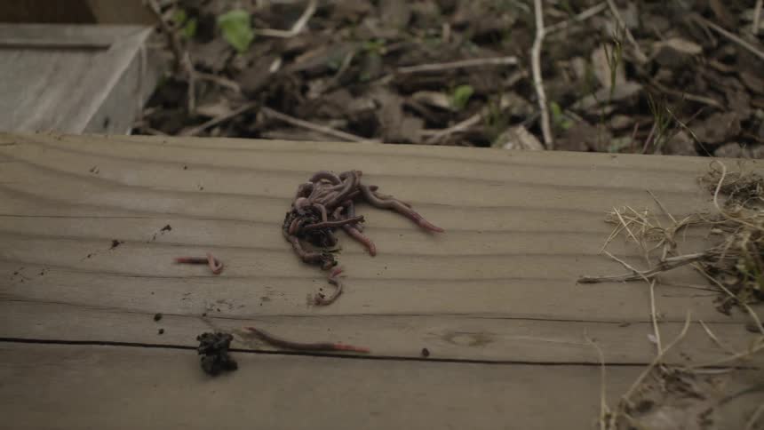 A pile of worms are sitting on a plank of wood
