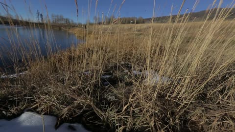 Some dry weeds blowing in the wind by a pond
