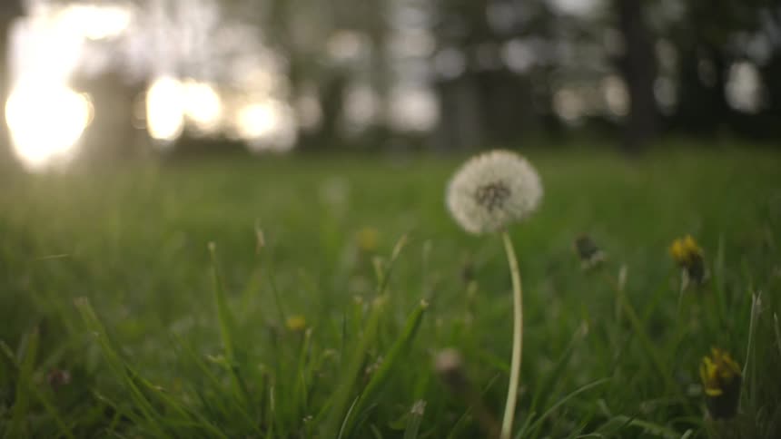 A dandelion grows amidst a field of grass
