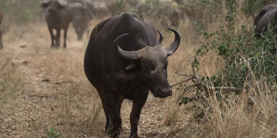 A group of yak walk through a grassy area